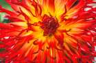 Sandia Comanche blossom, Washington State, Usa. Plant grown from tubers and can be 6 feet tall. Art Print